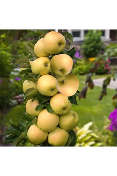 Яблуня ‘Медок’ у саду – компактна колоновидна форма